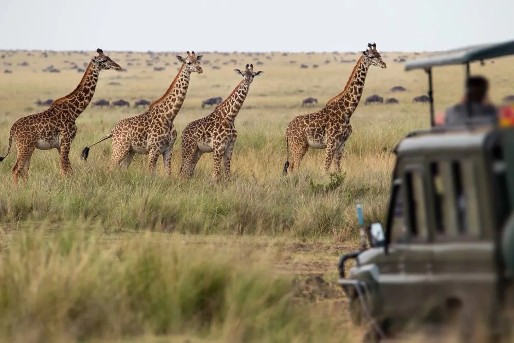 Turmă de girafe în savană