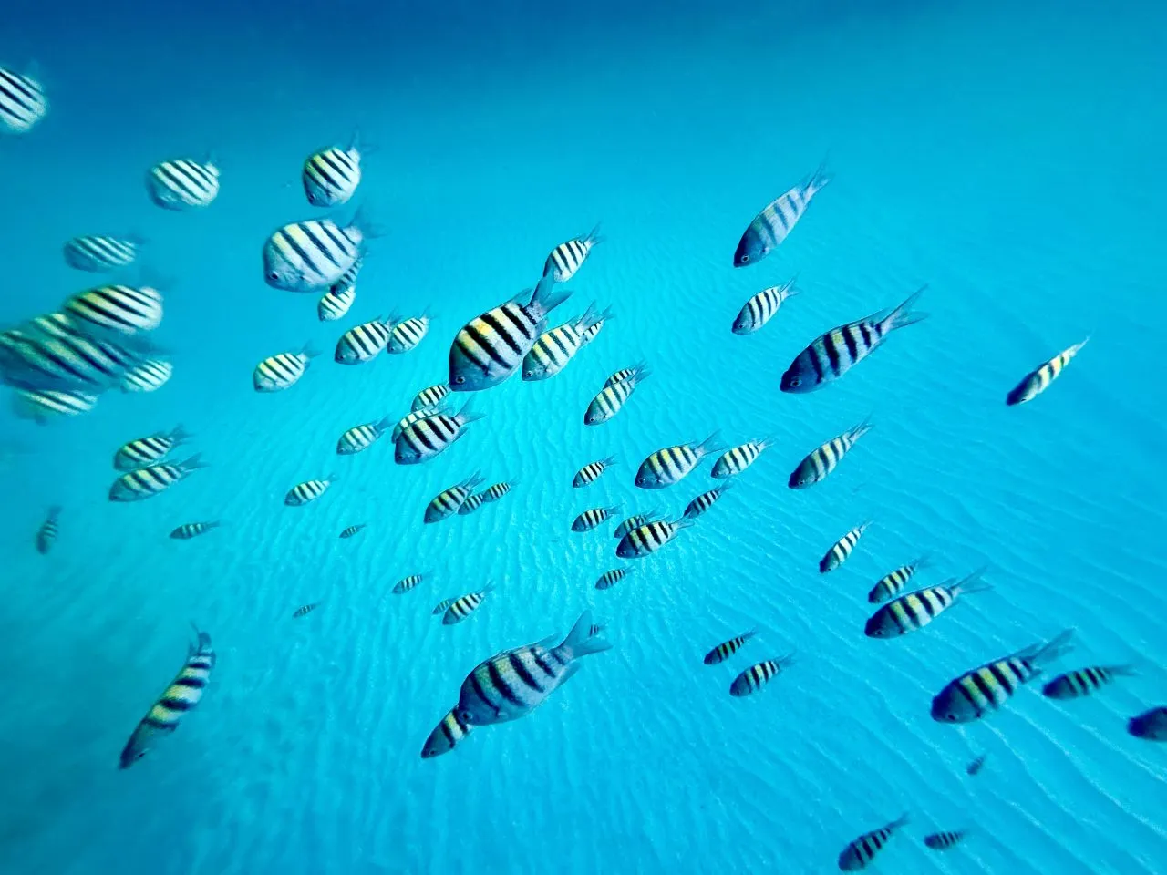 Snorkeling in Cancún