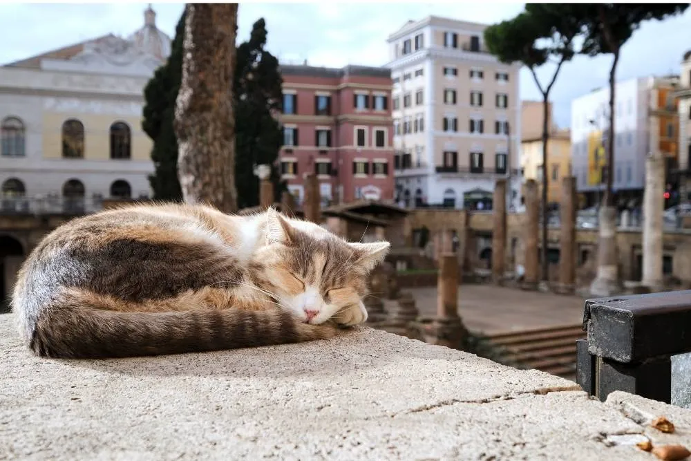 Sleeping cat at v=Largo di Torre Argentina — Shutterstock