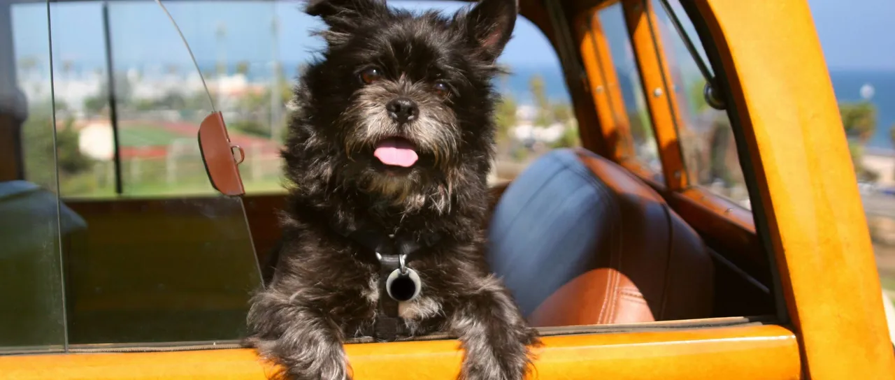 Everything You Need To Know About Traveling With A Dog On A Plane