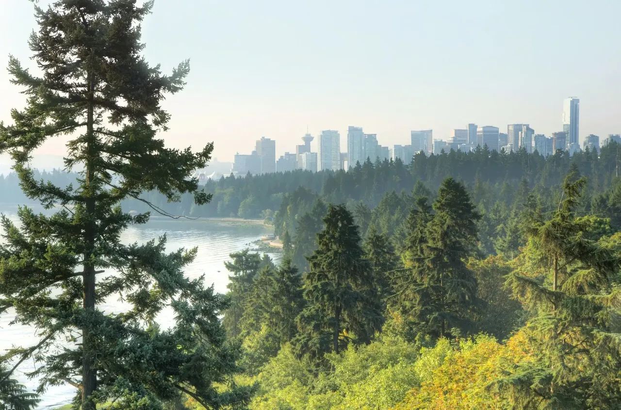 Una imagen serena de los larguiruchos árboles de hoja perenne en Stanley park