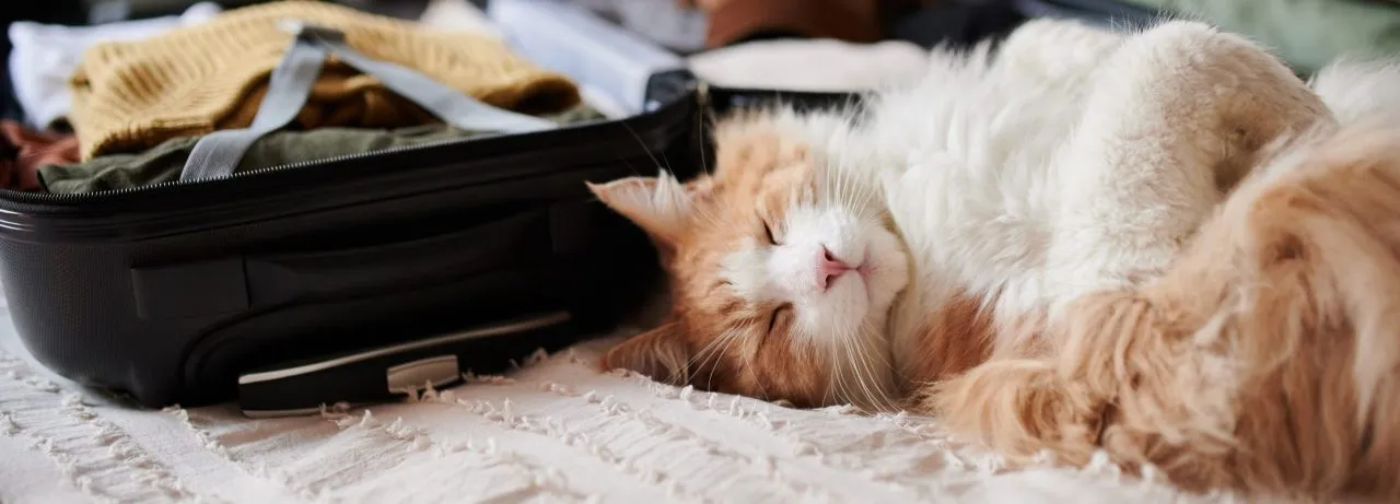 ginger cat napping next to a packed suitcase at home