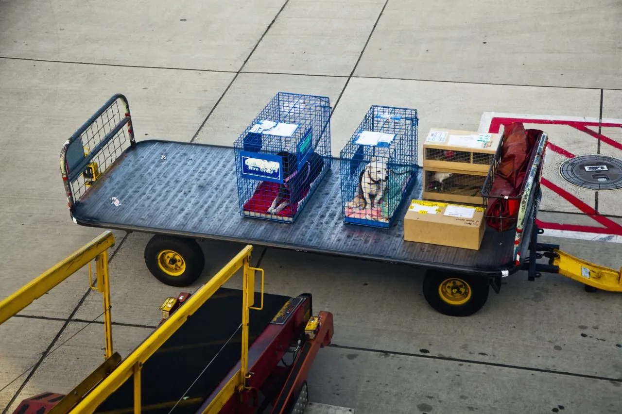 Two dogs in cages next to other luggage on a trailer at an airport