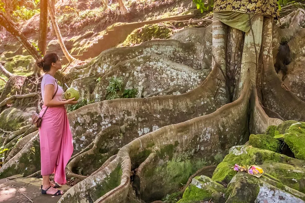 Back view of a woman standing alone against huge sacred tree in Goa Gajah temple, Bali. Bright photo of beautiful female in traditional balinese sarong holding a coconut in her hands and looking up