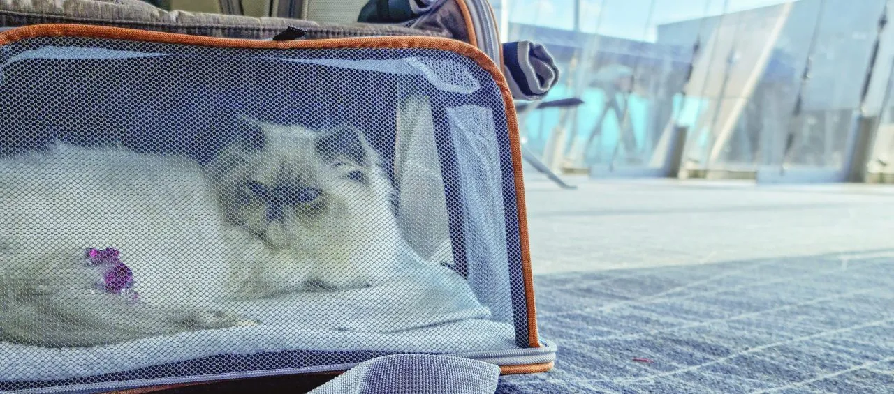 Grumpy white cat in a transporter at the airport lounge