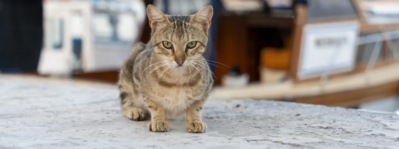 Everything You Need To Know About Traveling With A Cat On A Plane