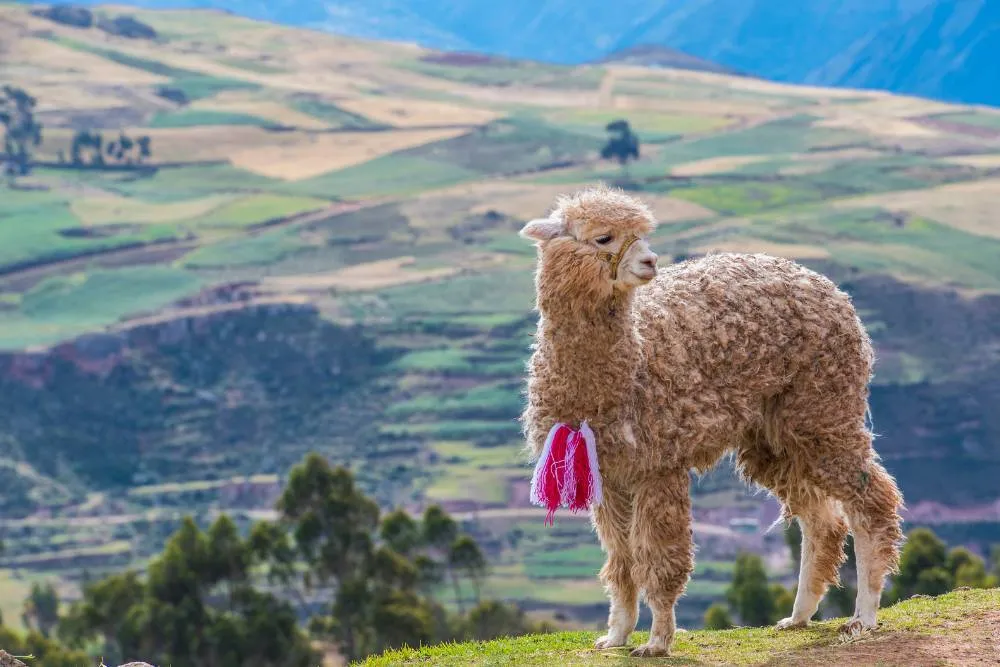 Alpaca in the Andean Highlands — Getty Images