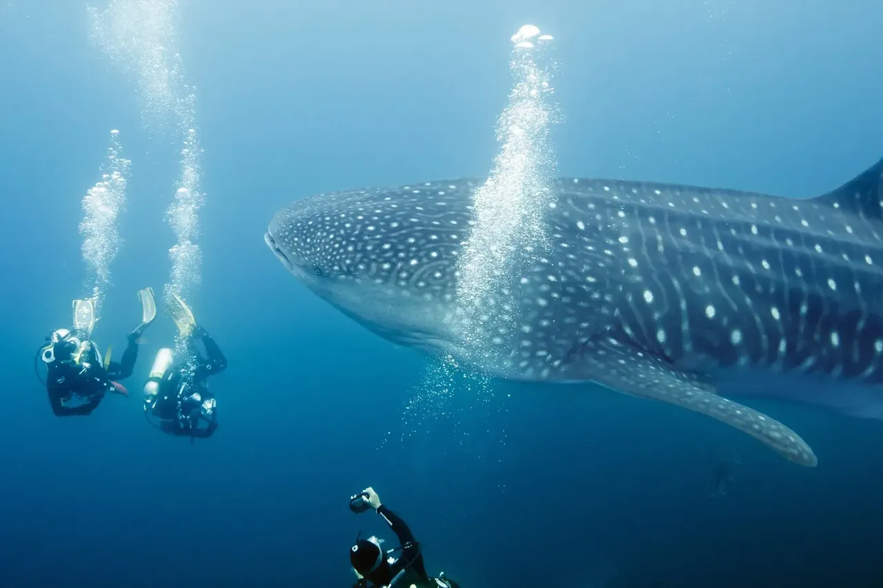 Un tiburón ballena gigante nadando cerca de un grupo de buzos en las Islas Galápagos, con aguas azules cristalinas de fondo.