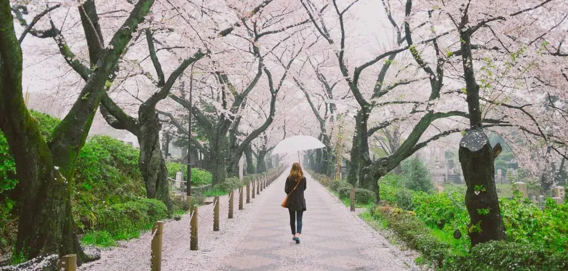 Sezon kwitnących wiśni - nie tylko w Japonii