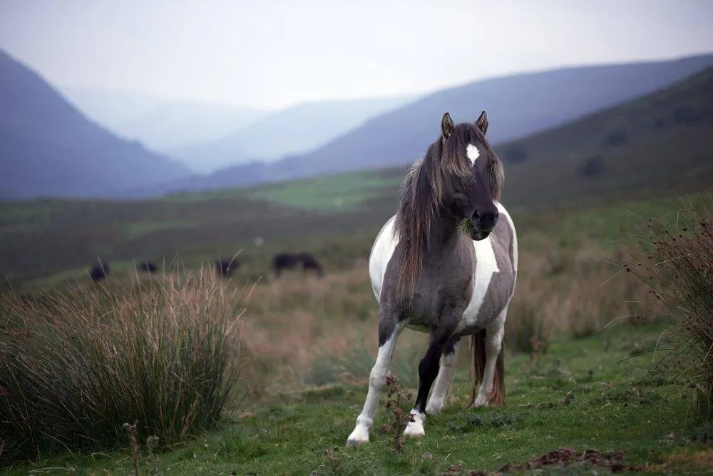 If, somehow, you tire of the books you can walk in the Welsh hills – Shutterstock Hay