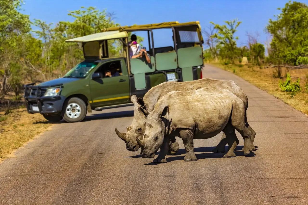 Para llegar hasta el Kruger optamos, también, por la opción que nos pareció más asequible e interesante — Shutterstock A veces la mejor manera de ver animales es ir a lo salvaje Kruger