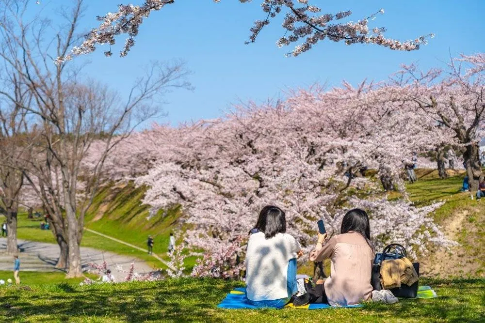If you’re going to Japan in the spring, you’ll be lucky enough to partake in the phenomenon that is hanami, translated literally as “flower watch”