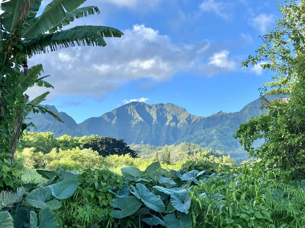 Lush green landscape with mountains in Hawaii