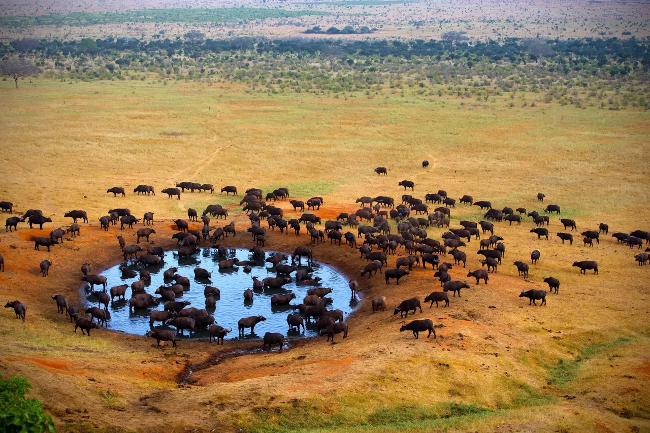 La sequía que atenaza la zona es una de las principales amenazas de la fauna del Kruger, por eso hay algunos puntos donde se habilitan abrevaderos. Es en esos ugares donde las peleas por el agua se convierten en un triste espectáculo por la supervivencia — Shutterstock A veces la mejor manera de ver animales es ir a lo salvaje Kruger