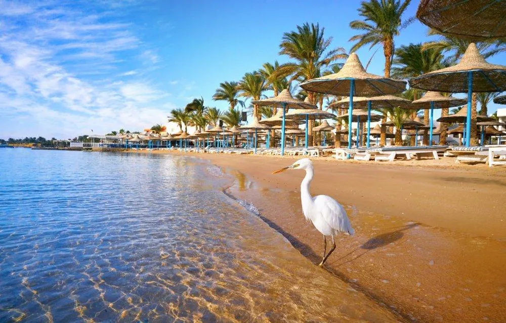 Bernadette Briggs was flying to Hurghada when the incident occurred – Shutterstock smart bags TripAdvisor Ryanair American Airlines Quebec snowstorm