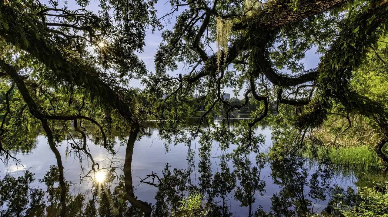 Overgrown trees arching over a tranquil lake at Thornton Park in Orlando, with reflections of the greenery on the water