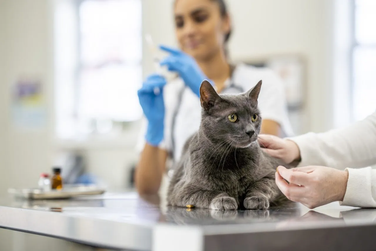 Veterinarian Giving a Cat an Immunization