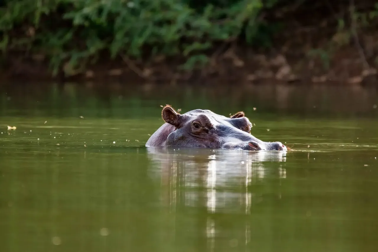 Mnohým zvířatům, jako například hrochům, poskytuje řeka Gambie útočiště
