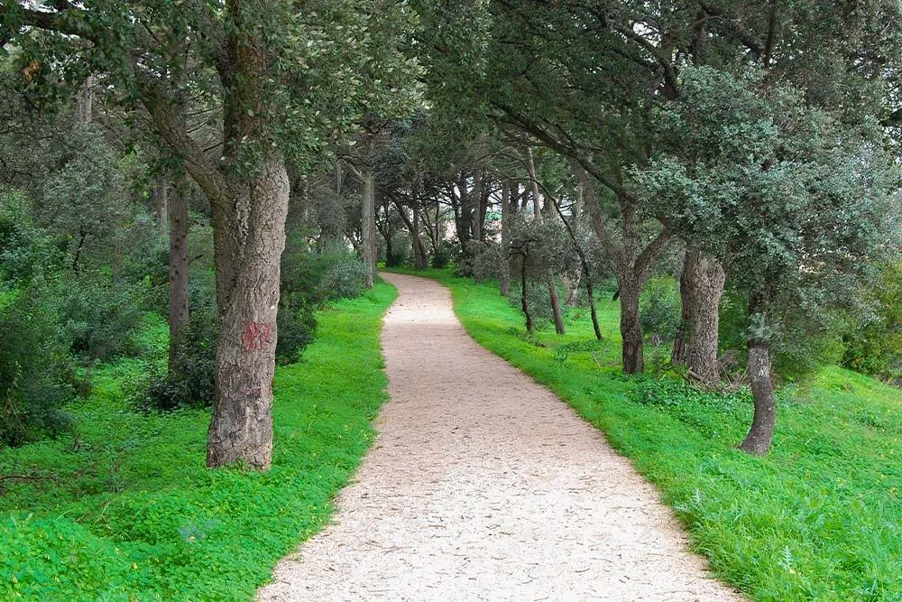 Erdei ösvény a Monsanto Forest Parkban