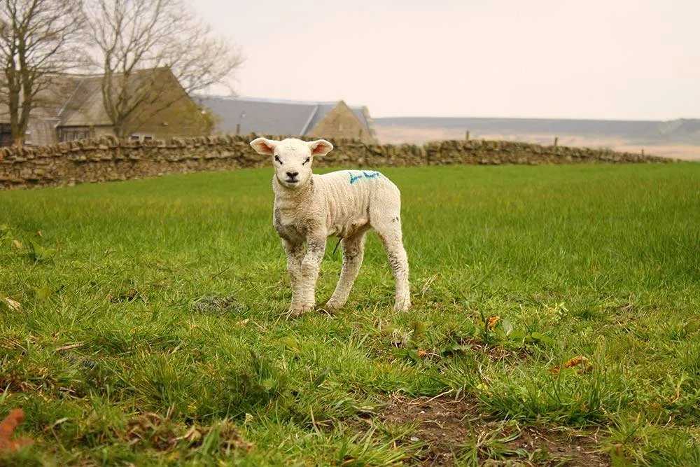 Young lamb in Haworth, West Yorkshire, England, United Kingdom
