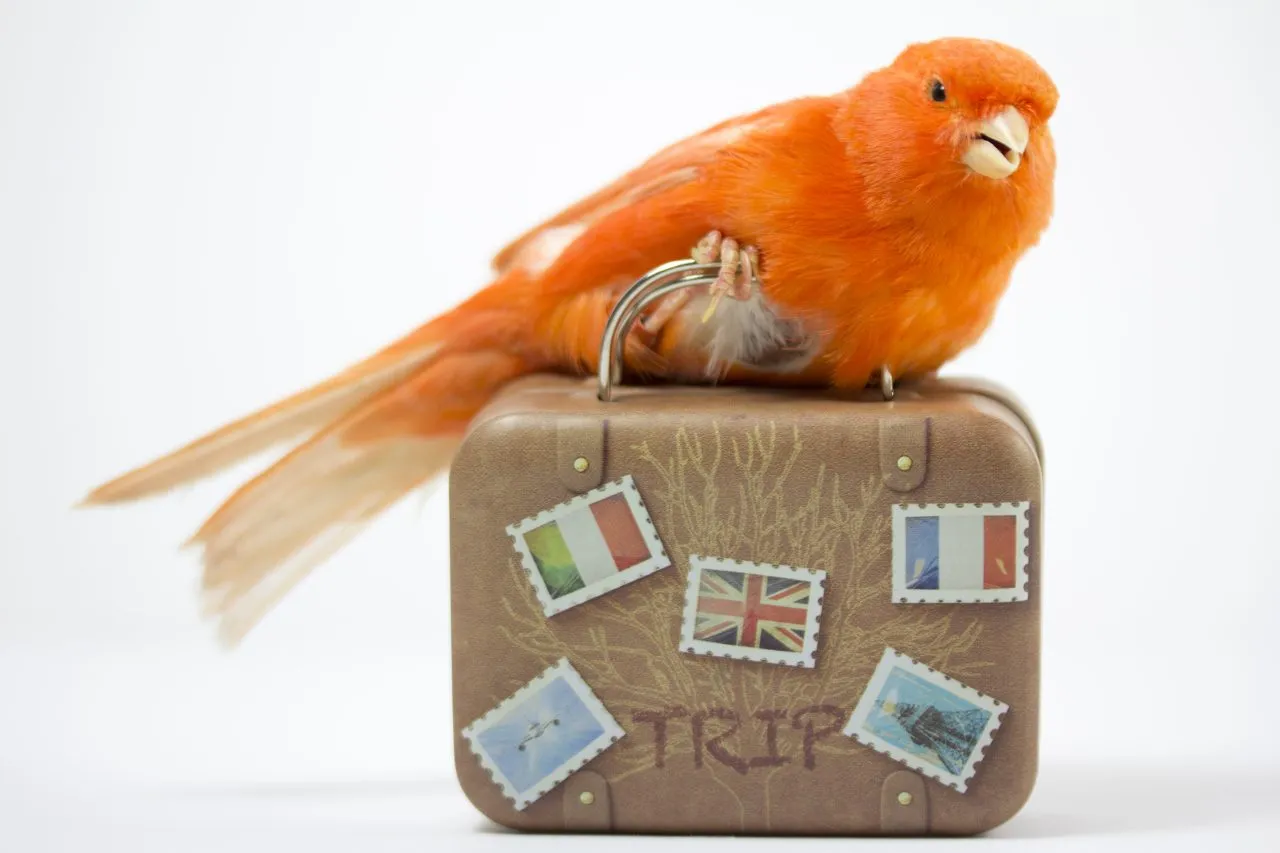 Bird carrying a suitcase to go on vacation