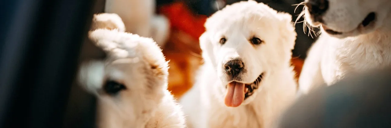 Everything You Need To Know About Flying With Pets To The U.K.