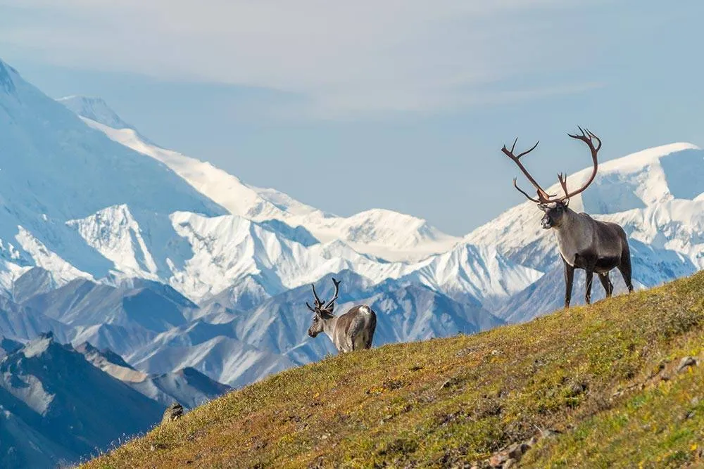 Alaska is home to wolves, bears, moose, caribou, and more