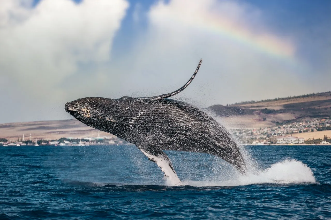 Humpback whale breaching off the coast of Hawaii with a rainbow in the background.