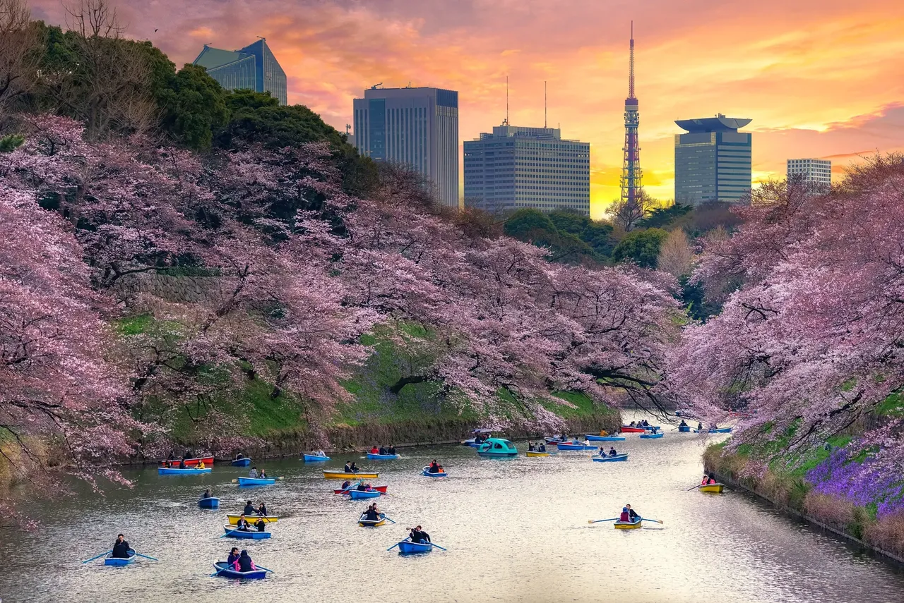 Tokyo becomes almost otherworldly when the sakura blooms – Shutterstock cherry blossom festival sakura hanami