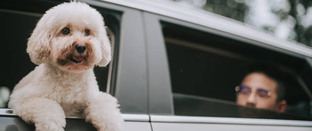 Everything You Need To Know About Traveling With Large Dogs On A Plane