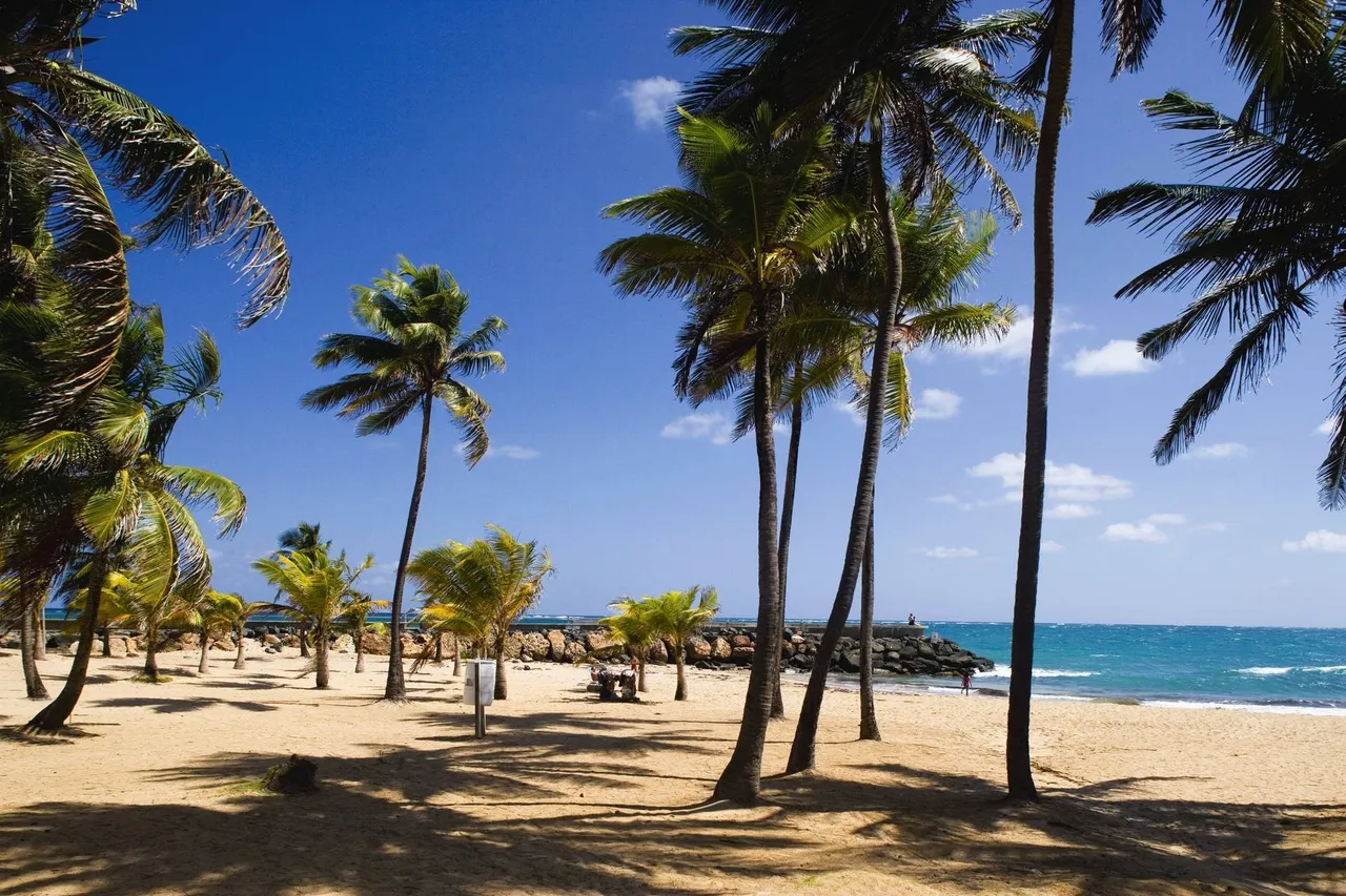 Palm Trees on Condado Beach in San Juan