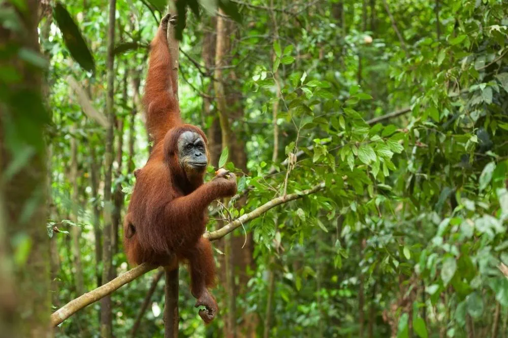 Szumátrai orangután a fák között - Shutterstock