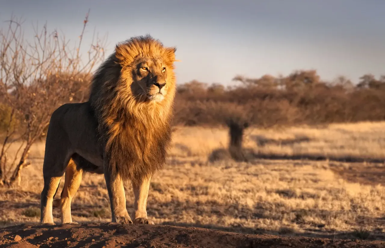 Tanzania is home to the largest lion population in Africa— Shutterstock 5 best places to see big wild cats