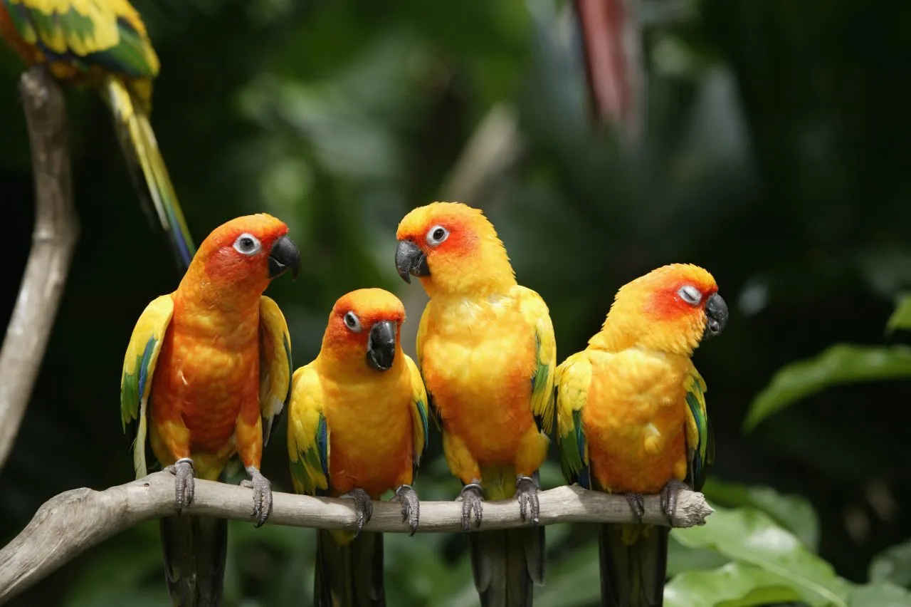 Four Sun Conures (Aratinga solstitialis) on branch, close up