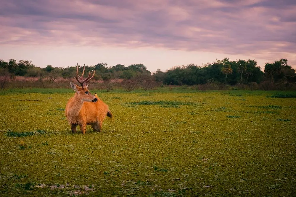Deer in Iberá Wetlands — Getty Images