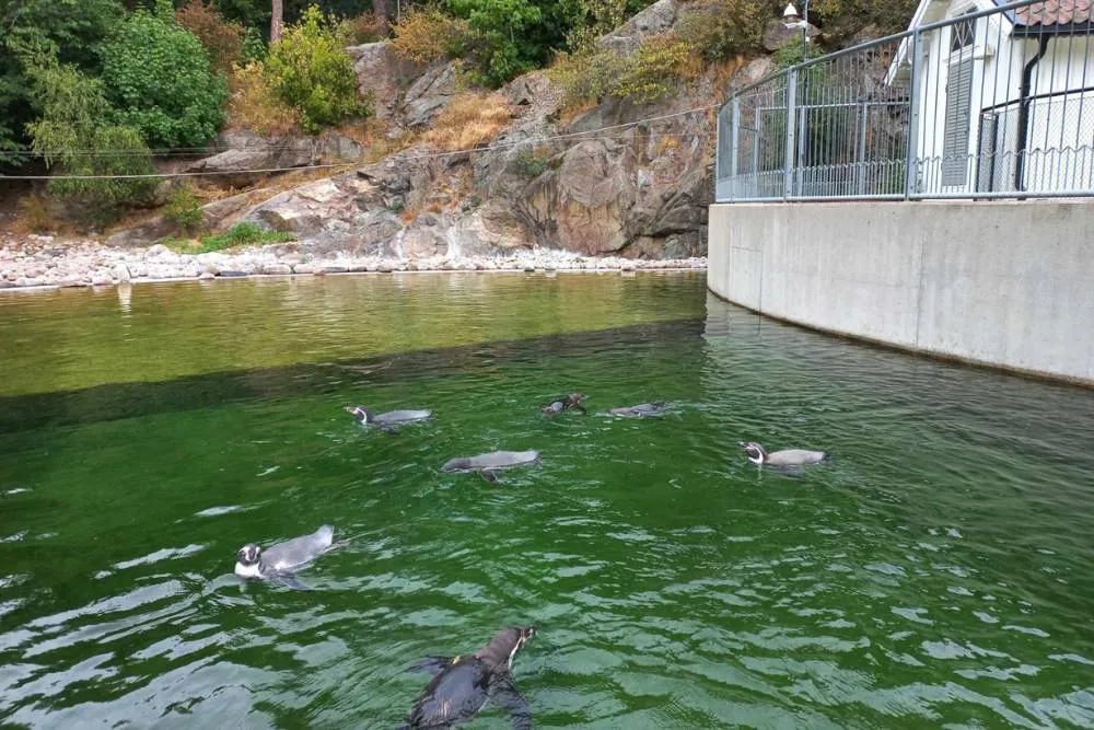 Swimming penguins in Slottsskogen — David Szmidt