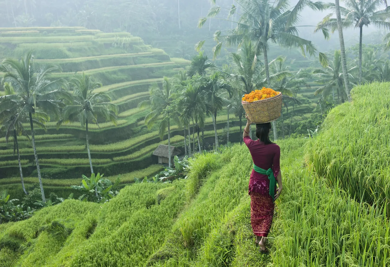 Ubud na wyspie Bali, Indonezja. Kobieta w tradycyjnym stroju niesie kosz kwiatów przez pola ryżowe