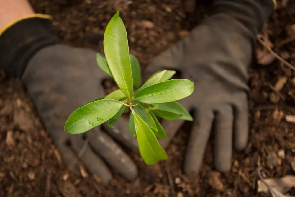 Planting seedling tree — Getty Images
