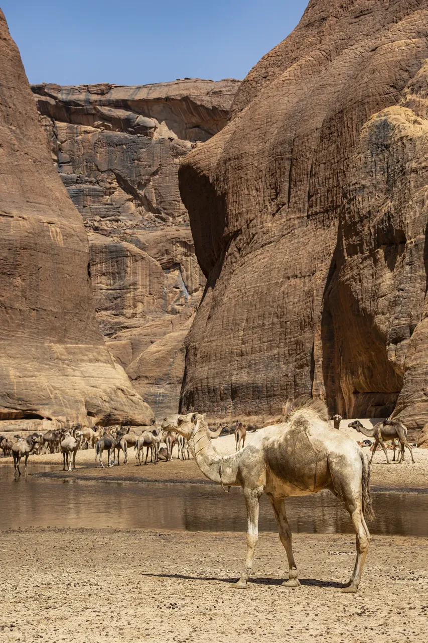 Herd of camels in the desert in the Ennedi region of Chad — Getty Images