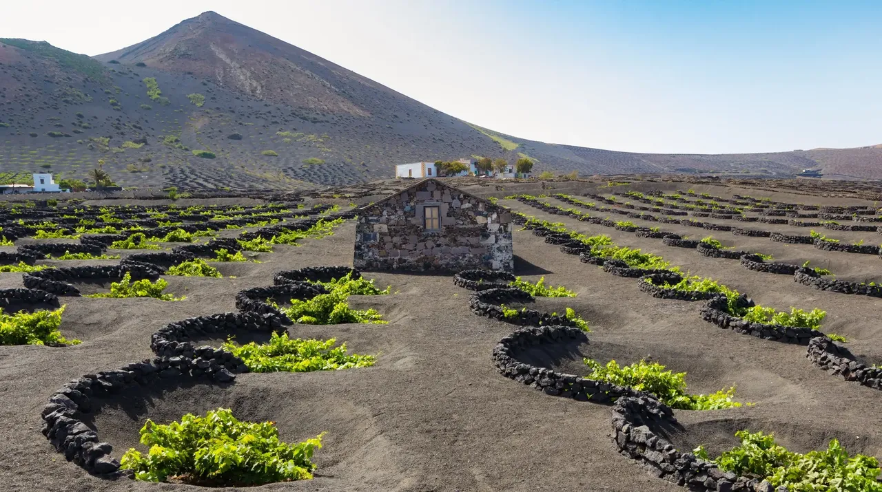 Canary Island grapes planted in ash craters — Shutterstock