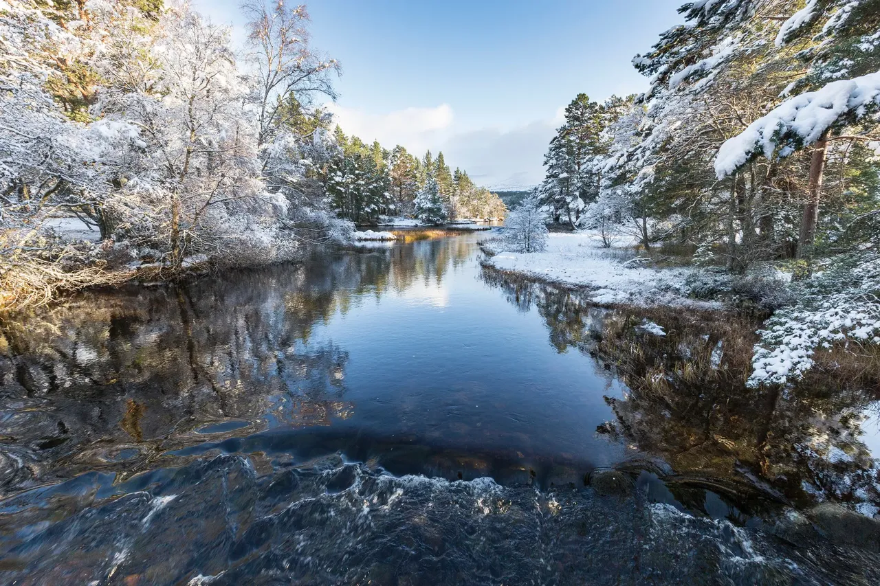 Zima w Parku Narodowym Cairngorn potok w ośnieżonym lesie