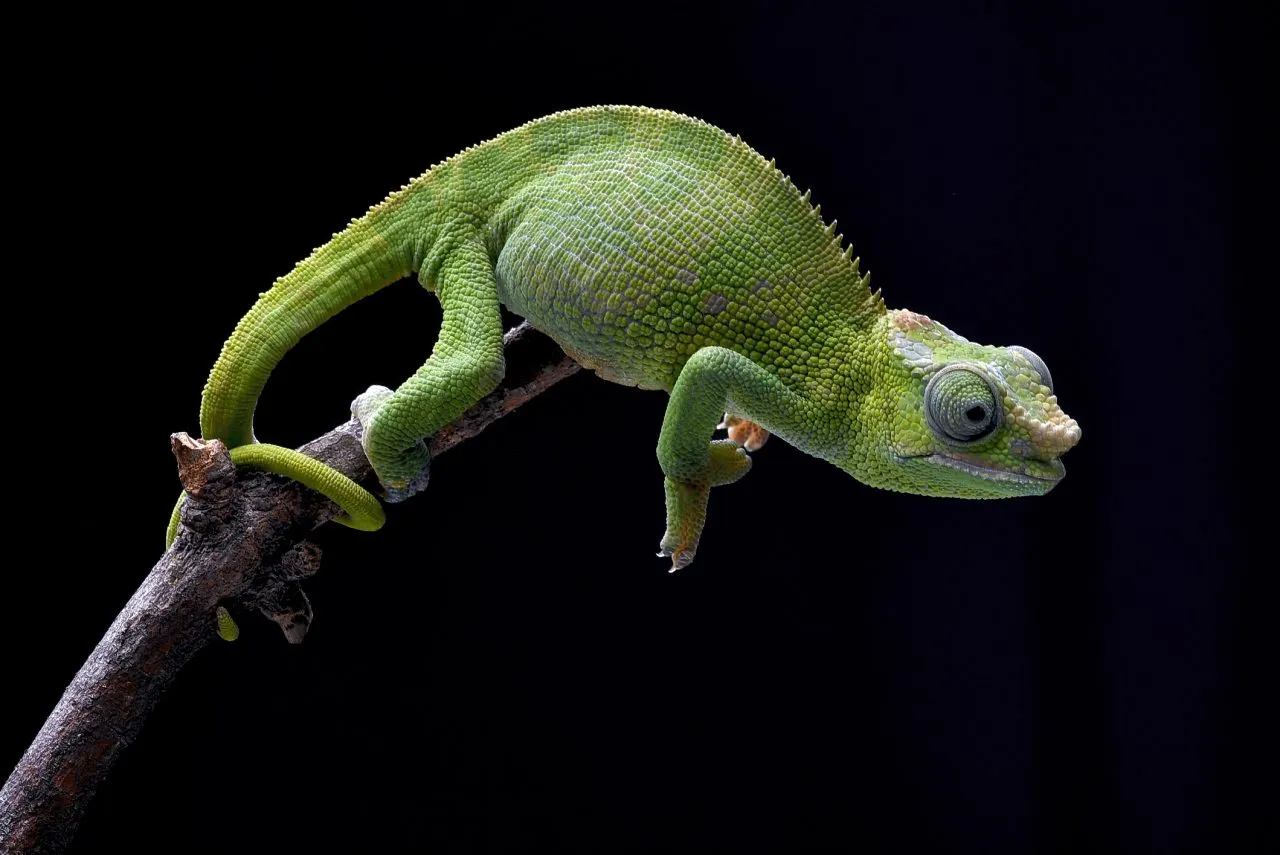 Female fischer chameleon on a black background