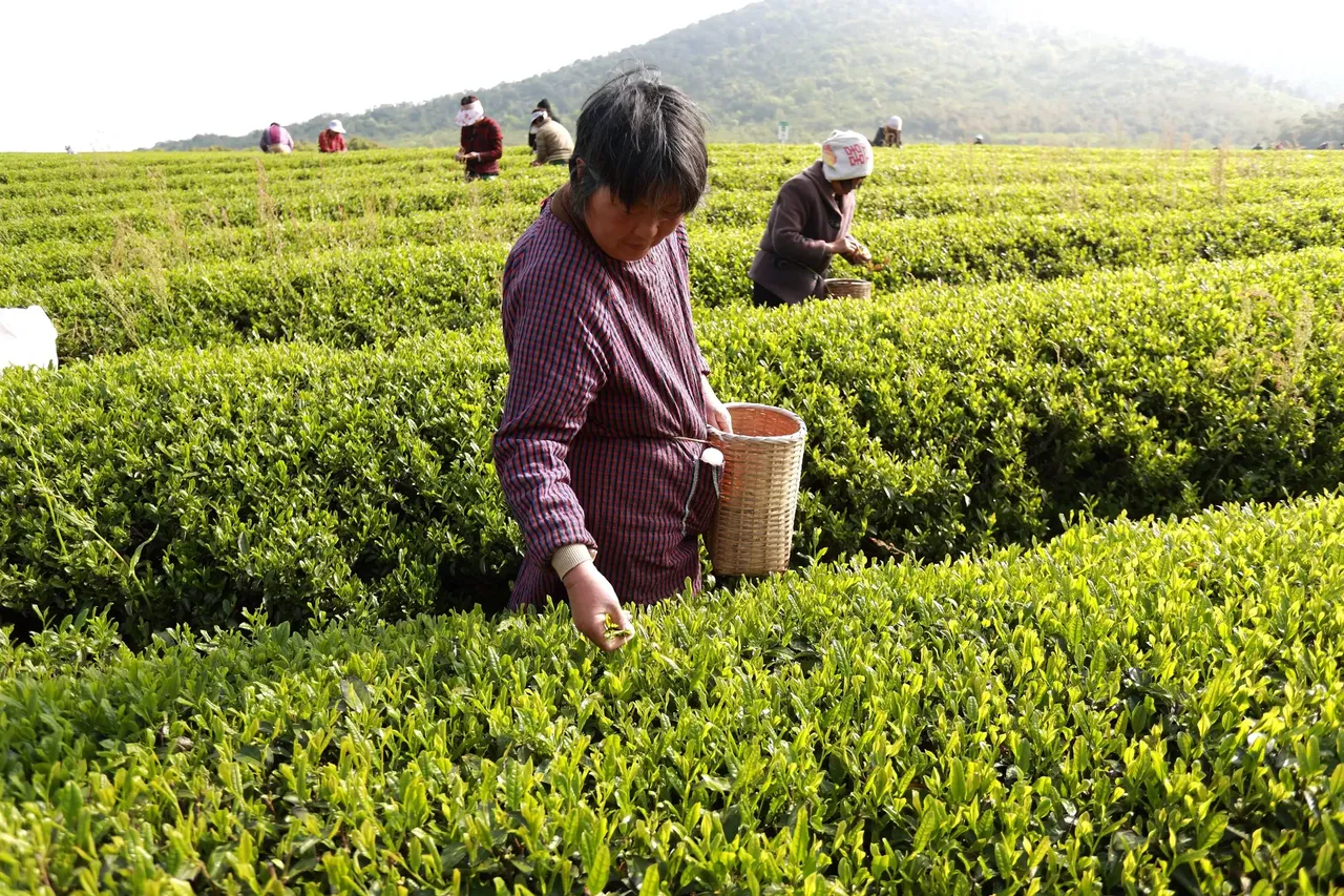 Both locals and visitors alike are encouraged to help pick the tea leaves, and see the entire process of tea making — crystal51 / Shutterstock The 6 best places to travel in April 2019