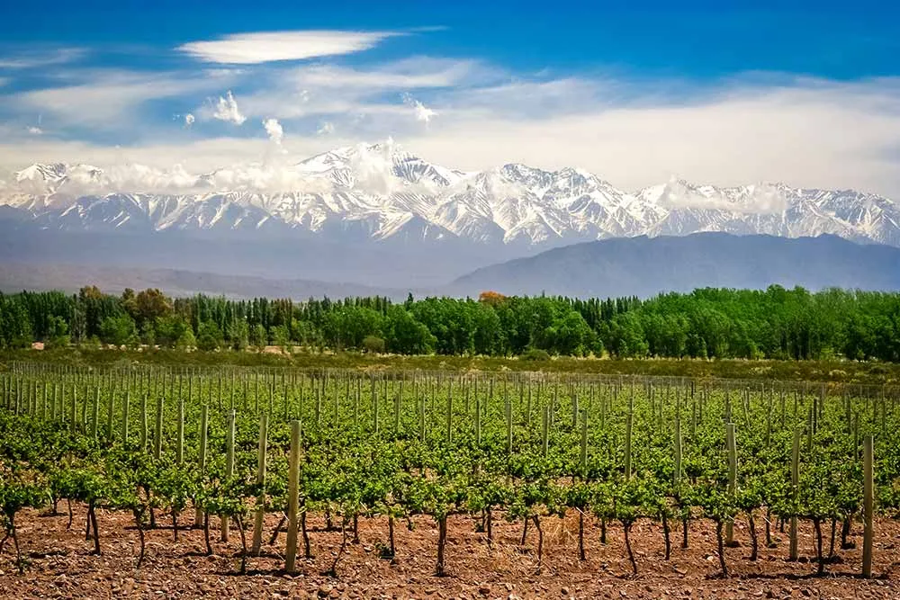 Mendoza népszerű bortermelő vidéke