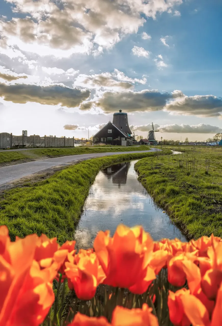 Holland szélmalom és patak látványa narancssárga tulipánokkal az előtérben - Shutterstock