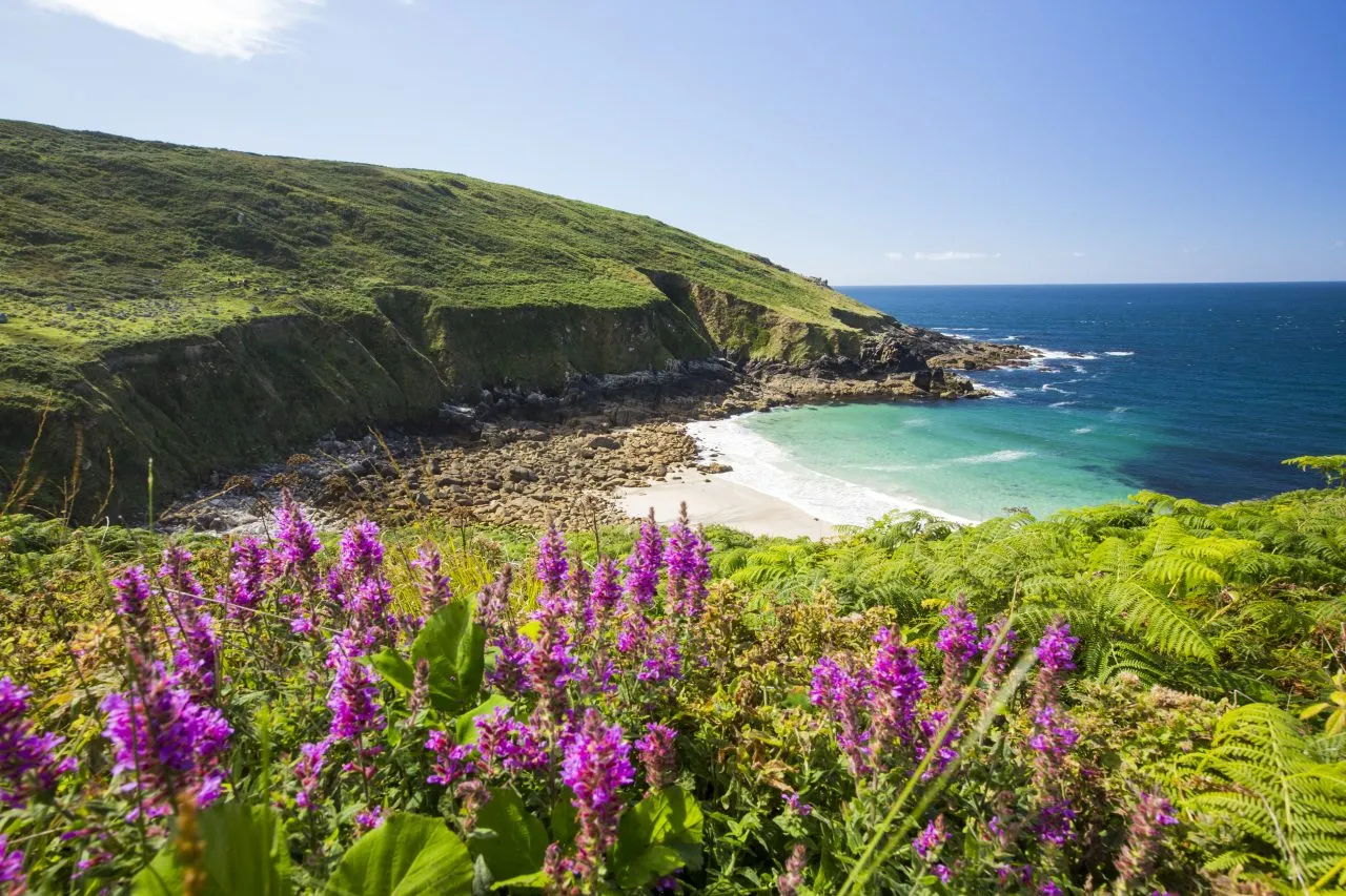 Cornish coastal scenery at Porthmeor Cove near Zennor, UK, Cornwall, flowers