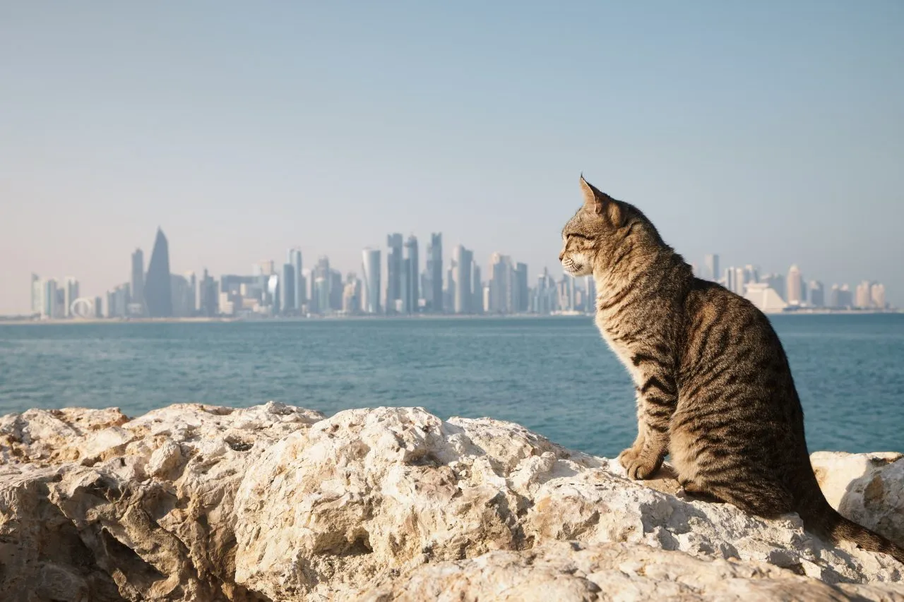 Cat against modern urban skyline