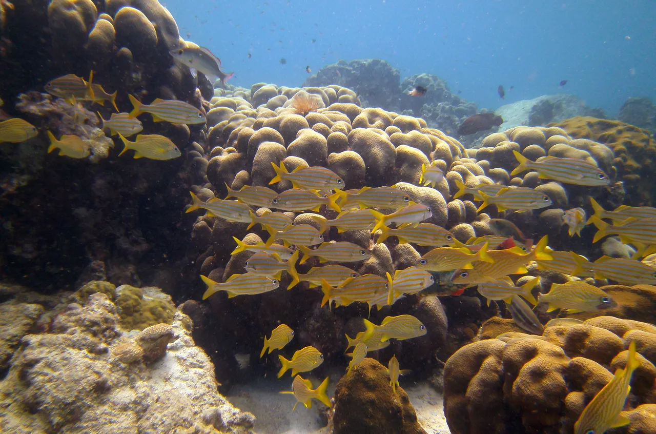 Snorkeling in Cousteau Reserve