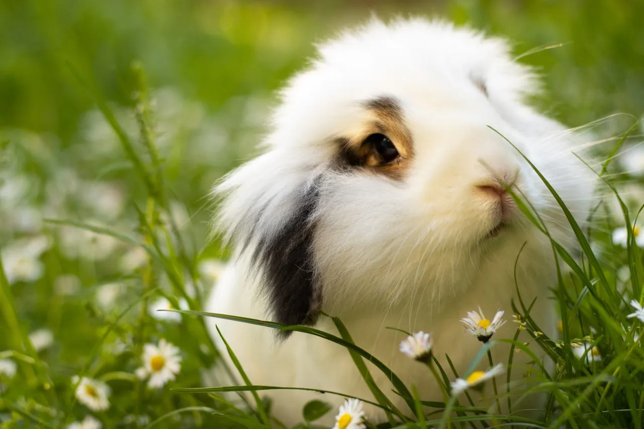 Cute white rabbit on the grass in spring