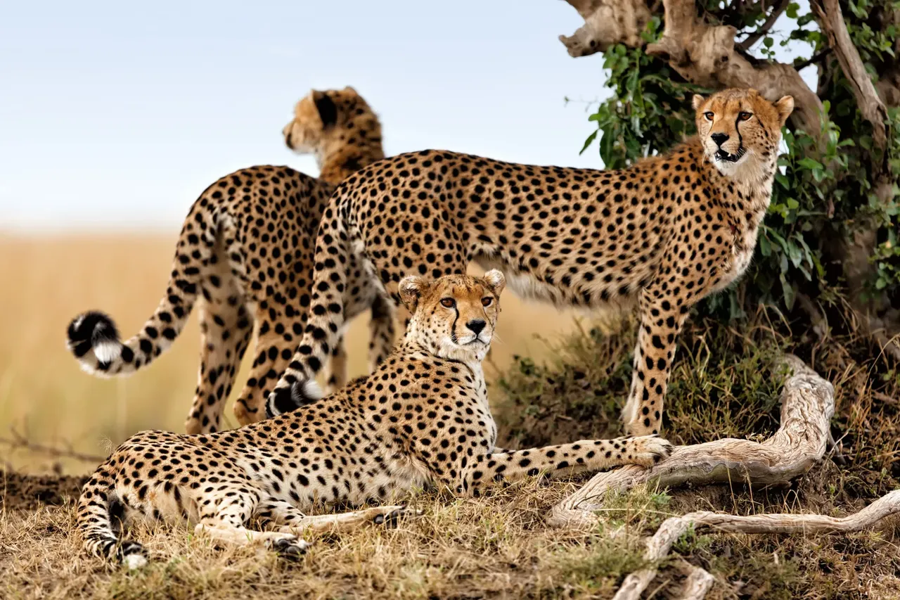 One of the countries where you are most likely to spot a cheetah is Kenya— Shutterstock 5 best places to see big wild cats